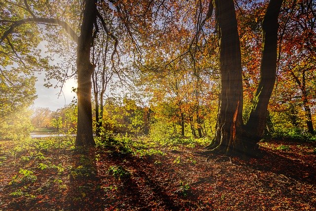 Muat turun percuma gambar percuma bayang-bayang cahaya matahari musim luruh untuk diedit dengan editor imej dalam talian percuma GIMP