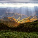 Sunlight shines in the forest  screen for extension Chrome web store in OffiDocs Chromium