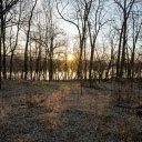 Sunlight Through Trees  screen for extension Chrome web store in OffiDocs Chromium