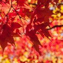 Sunlit Autumn Leaves  screen for extension Chrome web store in OffiDocs Chromium