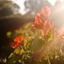 Sunlit Scarlet Blooms  screen for extension Chrome web store in OffiDocs Chromium