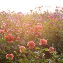 Sunny rose garden  screen for extension Chrome web store in OffiDocs Chromium