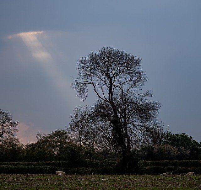 Free download sun rays trees light rays mist sun free picture to be edited with GIMP free online image editor