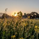 Sunrise and flowers  screen for extension Chrome web store in OffiDocs Chromium