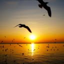 Sunset and Migratory Seagulls Live Wallpaper  screen for extension Chrome web store in OffiDocs Chromium