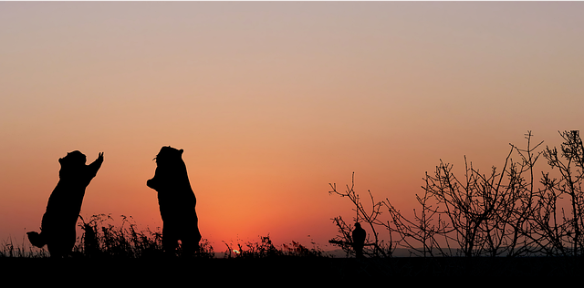 Free download Sunset Animals Prairie Dogs -  free illustration to be edited with GIMP free online image editor