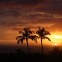 Sunset behind the coconut groves  screen for extension Chrome web store in OffiDocs Chromium