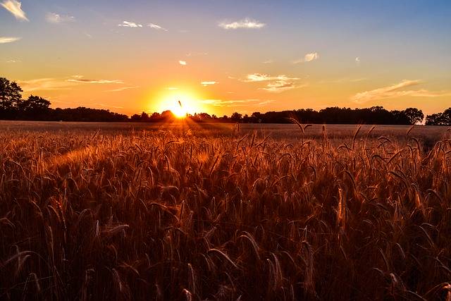 Kostenlose Grafik Sonnenuntergang Feld Land Sonne Sommer zur Bearbeitung mit GIMP, kostenloser Bildeditor von OffiDocs