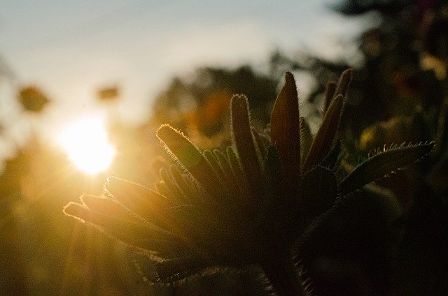 Scarica gratuitamente l'immagine gratuita della natura estiva del giardino fiorito del tramonto da modificare con l'editor di immagini online gratuito GIMP