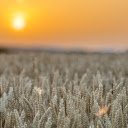 Sunset in wheat fields  screen for extension Chrome web store in OffiDocs Chromium