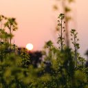 sunset on golden fields  screen for extension Chrome web store in OffiDocs Chromium