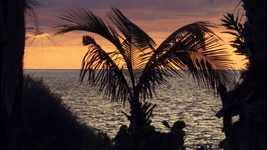 دانلود رایگان فیلم Sunset Palm Waves رایگان برای ویرایش با ویرایشگر ویدیوی آنلاین OpenShot