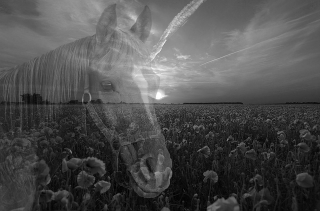 Free download Sunset Poppy Horse -  free illustration to be edited with GIMP free online image editor