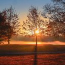 SUNSET TREE Theme  screen for extension Chrome web store in OffiDocs Chromium