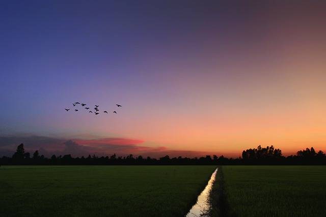 تنزيل صورة مجانية لطبيعة شجرة الغروب وطبيعة الشجرة مجانًا ليتم تحريرها باستخدام محرر الصور المجاني عبر الإنترنت من GIMP