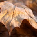 sunshine and falling dry leaves  screen for extension Chrome web store in OffiDocs Chromium