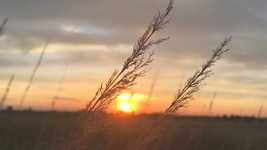 OpenShot 온라인 비디오 편집기로 편집할 수 있는 Sun Sunset Field 무료 비디오 무료 다운로드