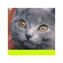 סופר חתולים! מסך להרחבה של חנות האינטרנט של Chrome ב-OffiDocs Chromium