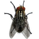 ຫນ້າຈໍ Super fly ສໍາລັບສ່ວນຂະຫຍາຍ Chrome web store ໃນ OffiDocs Chromium