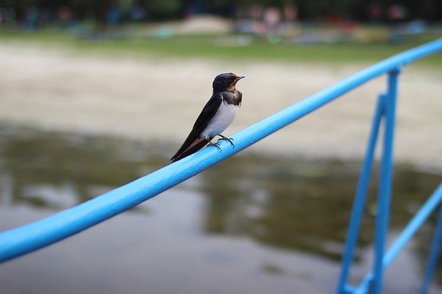 دانلود رایگان Swallow Bird Birds - عکس یا تصویر رایگان قابل ویرایش با ویرایشگر تصویر آنلاین GIMP