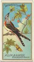 Free download Swallow-tailed Flycatcher, from the Birds of America series (N4) for Allen & Ginter Cigarettes Brands free photo or picture to be edited with GIMP online image editor