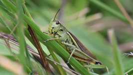 ດາວ​ໂຫຼດ​ຟຣີ Swamp Locust Field Grasshopper - ວິ​ດີ​ໂອ​ຟຣີ​ທີ່​ຈະ​ໄດ້​ຮັບ​ການ​ແກ້​ໄຂ​ດ້ວຍ OpenShot ອອນ​ໄລ​ນ​໌​ບັນ​ນາ​ທິ​ການ​ວິ​ດີ​ໂອ