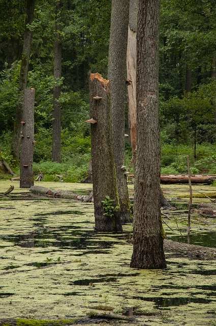 Free download swamp nature forest wilderness free picture to be edited with GIMP free online image editor