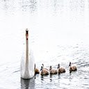Swan and cygnets.  screen for extension Chrome web store in OffiDocs Chromium