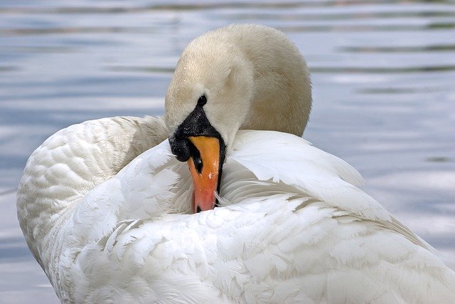 Free download swan animals bird white the needle free picture to be edited with GIMP free online image editor