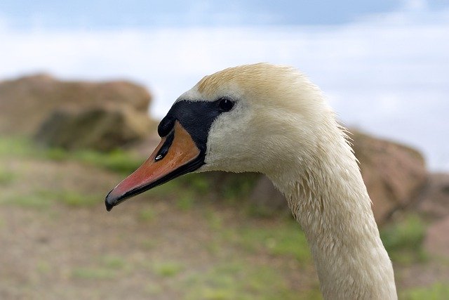 Free download swan bird beak head swan head free picture to be edited with GIMP free online image editor