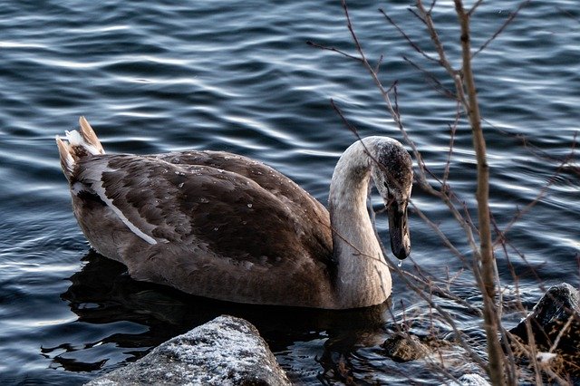 Descărcare gratuită lebădă pasăre și pasăre de apă natură imagine gratuită pentru a fi editată cu editorul de imagini online gratuit GIMP