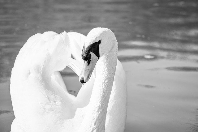 Free download swan bird water bird water lake free picture to be edited with GIMP free online image editor