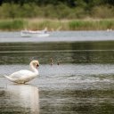 Swan by the lake  screen for extension Chrome web store in OffiDocs Chromium