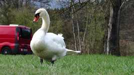 Free download Swan Clean White -  free video to be edited with OpenShot online video editor