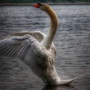 Swan Flapping Wings  screen for extension Chrome web store in OffiDocs Chromium