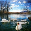 Swan flock wallpaper  screen for extension Chrome web store in OffiDocs Chromium