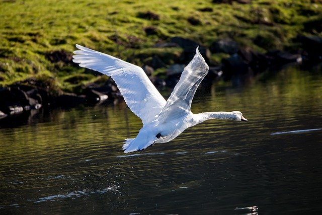 Free download swan flying swan water bird animal free picture to be edited with GIMP free online image editor