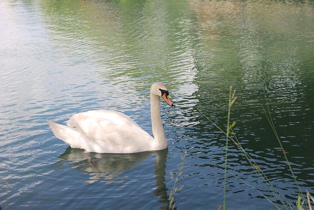 Free download swan nature be waters wildlife free picture to be edited with GIMP free online image editor