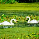 Swans and duck ponds  screen for extension Chrome web store in OffiDocs Chromium