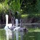 Swans and lake  screen for extension Chrome web store in OffiDocs Chromium