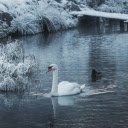 Swans and lakes  screen for extension Chrome web store in OffiDocs Chromium