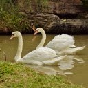 Swans and small lake  screen for extension Chrome web store in OffiDocs Chromium