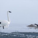 Swans and white snow  screen for extension Chrome web store in OffiDocs Chromium