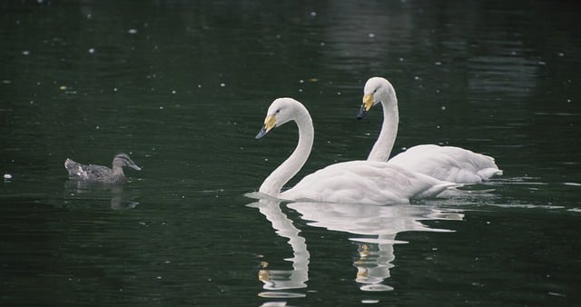 Descarga gratis cisnes pájaros lago aves acuáticas imagen gratis para editar con el editor de imágenes en línea gratuito GIMP