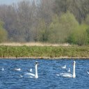 Swans by the blue lake  screen for extension Chrome web store in OffiDocs Chromium