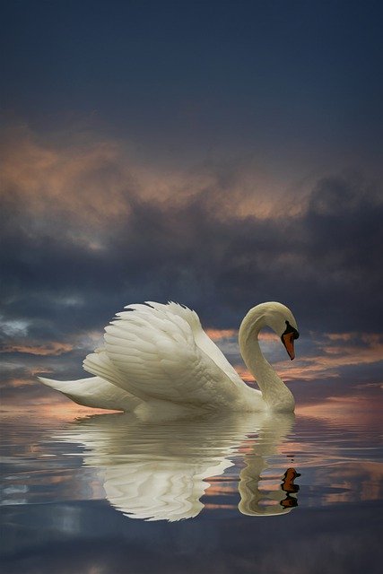 Scarica gratuitamente l'immagine gratuita del tramonto del lago degli uccelli marini del cigno da modificare con l'editor di immagini online gratuito di GIMP