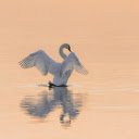 Swans flap their wings  screen for extension Chrome web store in OffiDocs Chromium
