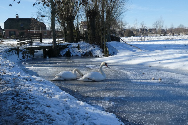 Бесплатно скачать лебеди лед замерзший снег канава бесплатное изображение для редактирования в GIMP бесплатный онлайн-редактор изображений