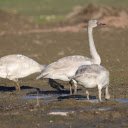Swans looking for food  screen for extension Chrome web store in OffiDocs Chromium