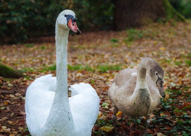 Kostenloser Download Schwäne Höckerschwan Cygnet Vogel grau Kostenloses Bild, das mit dem kostenlosen Online-Bildeditor GIMP bearbeitet werden kann